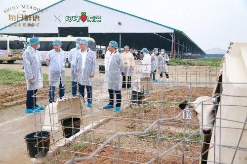 叮咚买菜携手每日鲜语共建专属牧场，以供应链革新保障A2型鲜奶稳定供应